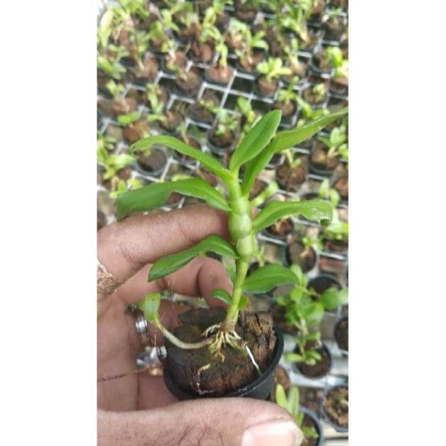 Sản Phẩm Hoa lan Giả Hạc 5ct Mắt Nai