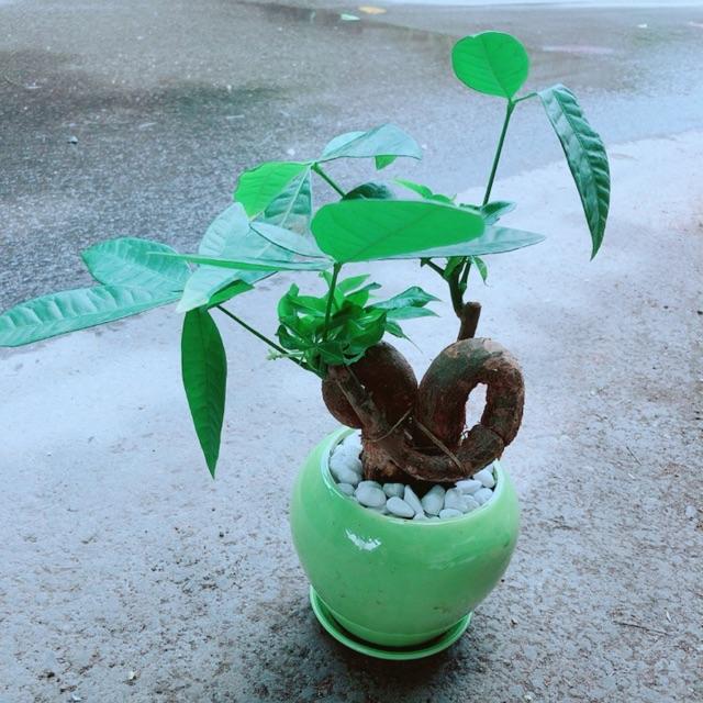 Chậu Kim Ngân Nơ