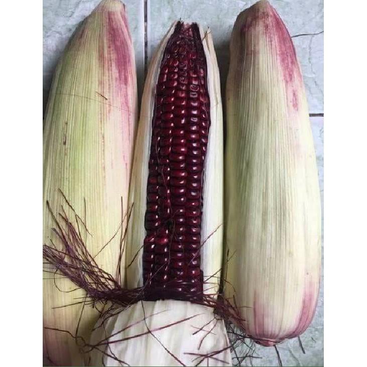COMBO 2 gói hạt giống ngô tím lai F1