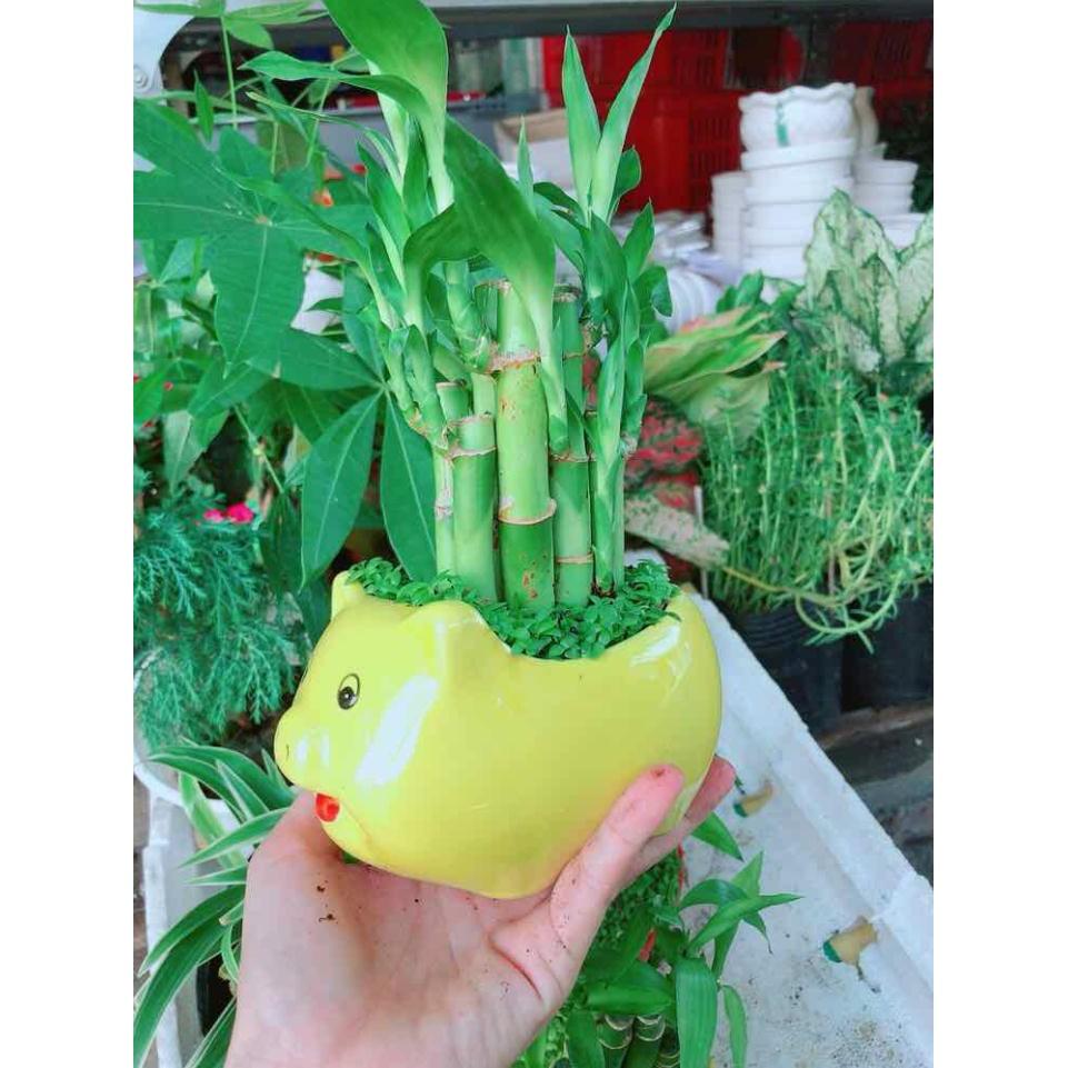 Chậu trúc phát tài Bán Chạy