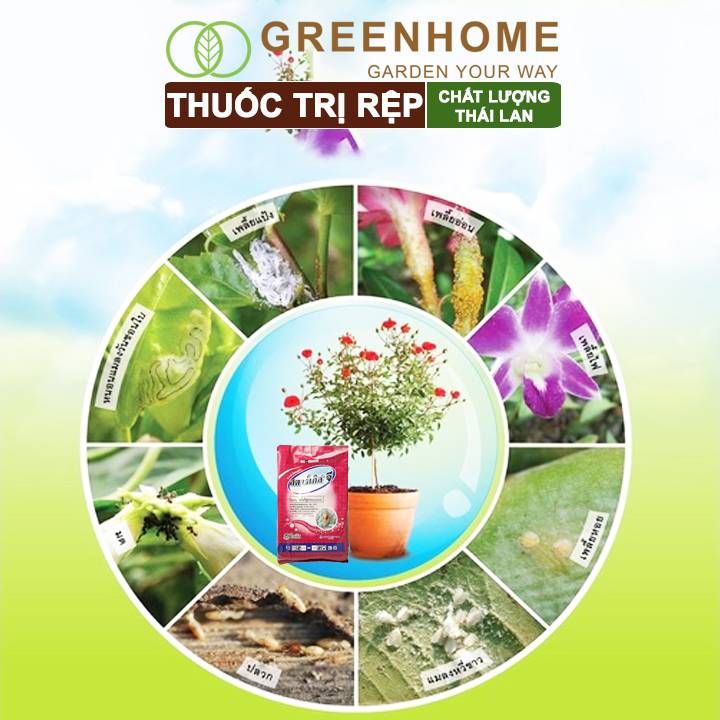 Thuốc Tím Trị Rệp Greenhome, Starkle-G, Bao 50gr, Lưu Dẫn, An Toàn, Hiệu Quả, Dùng Cho Sen Đá, Xương Rồng, Hoa hồng