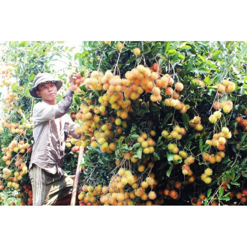 CÂY GIỐNG CHÔM CHÔM RUỘT VÀNG SIÊU SỚM