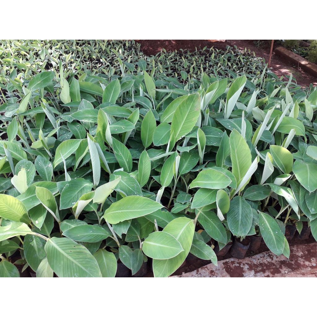 CÂY GIỐNG CHUỐI NGỰ ĐẠI HOÀNG cấy mố siêu sớm )