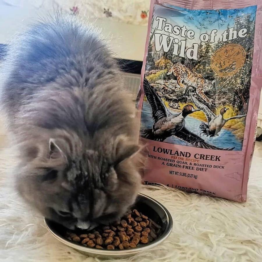 Thức Ăn Cho Mèo - Taste Of The Wild (Bao 500g - 2kg) - Thức Ăn Cho Mèo Anh Lông Ngắn Vị Nai Nướng, Cá Hồi, Chim Cút