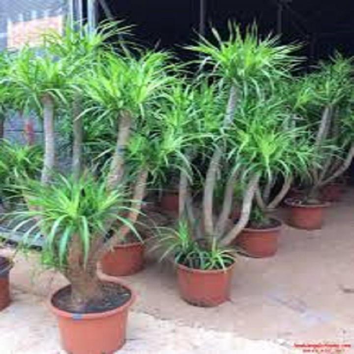 CHẬU CÂY PHÁT TÀI NÚI SIÊU ĐẸP