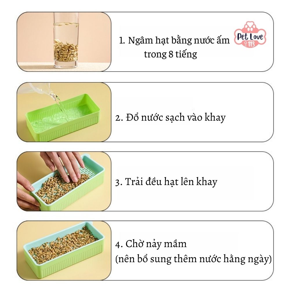 Bộ khay trồng cỏ mèo thủy canh tiện lợi - Hỗ trợ tiêu hóa, tặng kèm 5 gói hạt cho bé/ Giao màu ngẫu nhiên