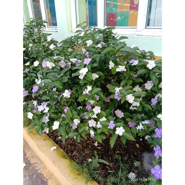 CÂY HOA NHÀI NHẬT BỤI TO
