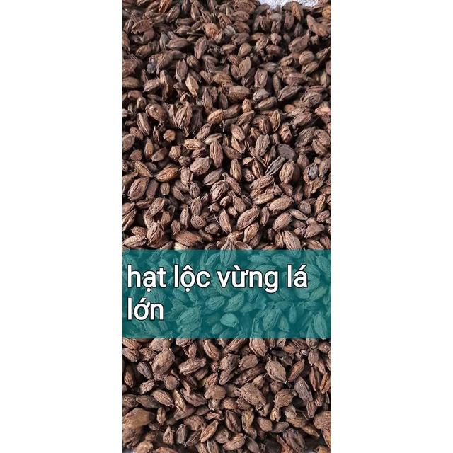 1 kg Hạt giống lộc vừng hoa đỏ
