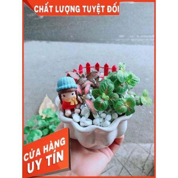 Chậu Cẩm Nhung Có Trang Trí