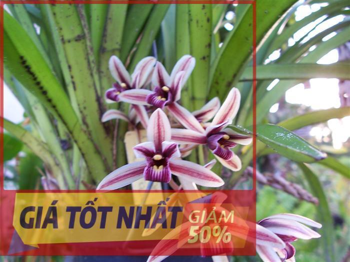 Hoa lan kiếm, ĐỊA LAN KIẾM CỨNG vùng nam lào