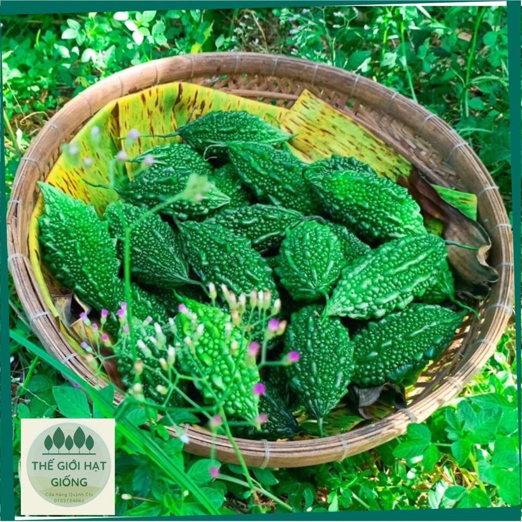 Hạt giống Khổ qua rừng