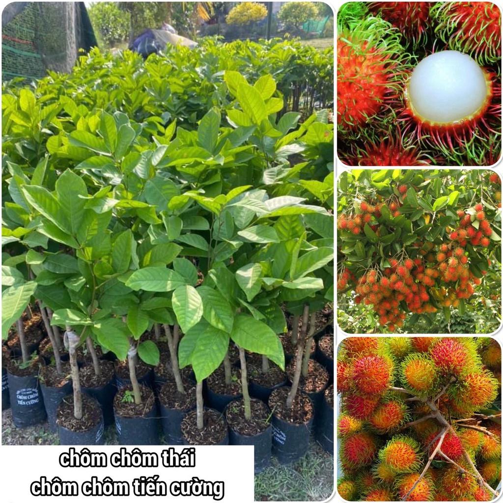 Cây Chôm Chôm Thái