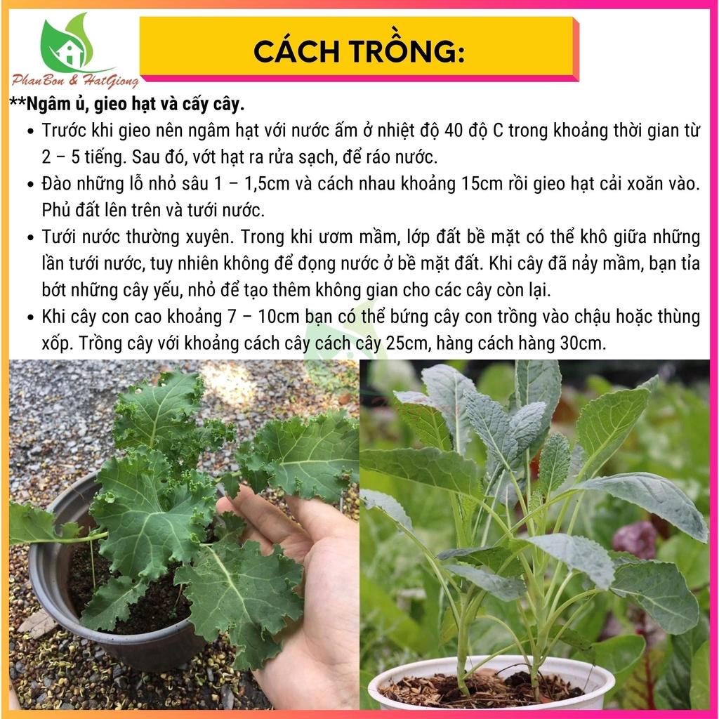 Hạt Giống Rau Cải Kale KHỦNG LONG Cải Xoăn 5gr - Rạng Đông - Shop Phân Bón và Hạt Giống