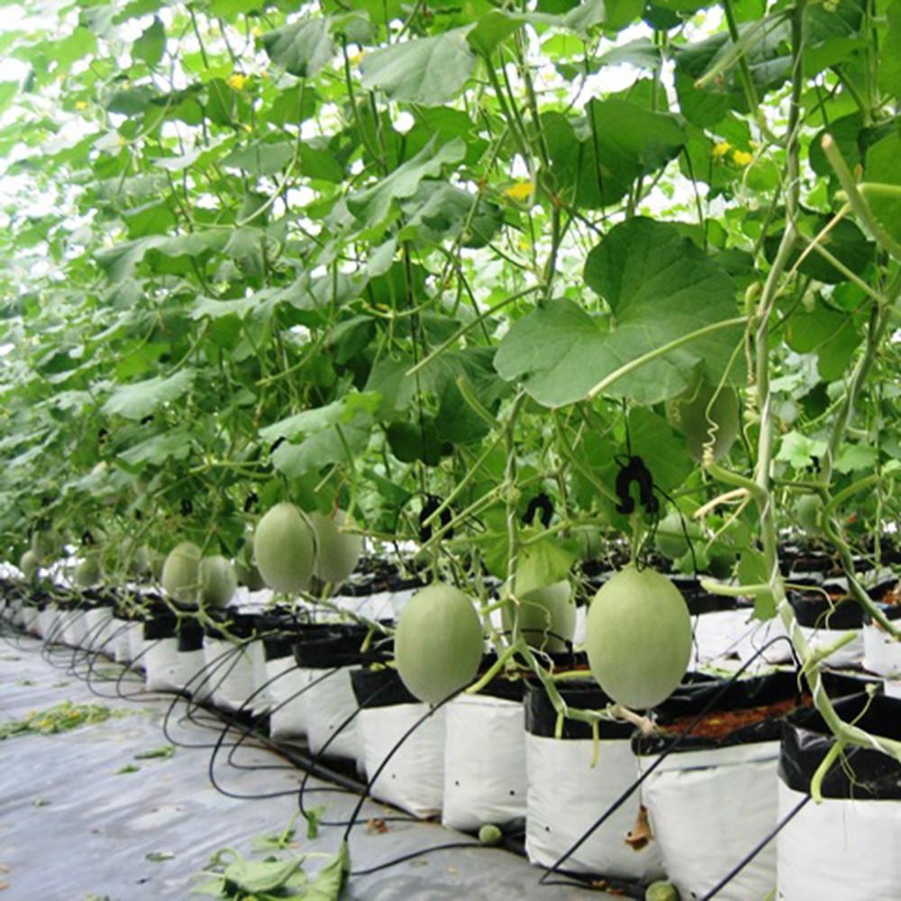 20 túi PE trồng cà chua, ớt, dưa lưới loại dày dặn