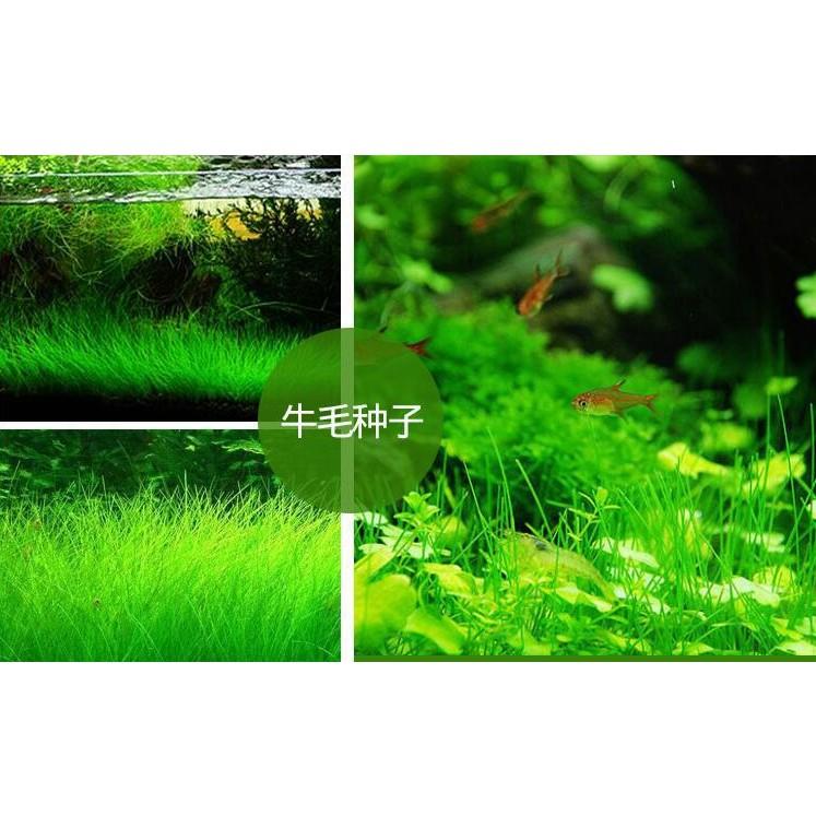 Hạt giống thủy sinh ngưu mao chiên cao