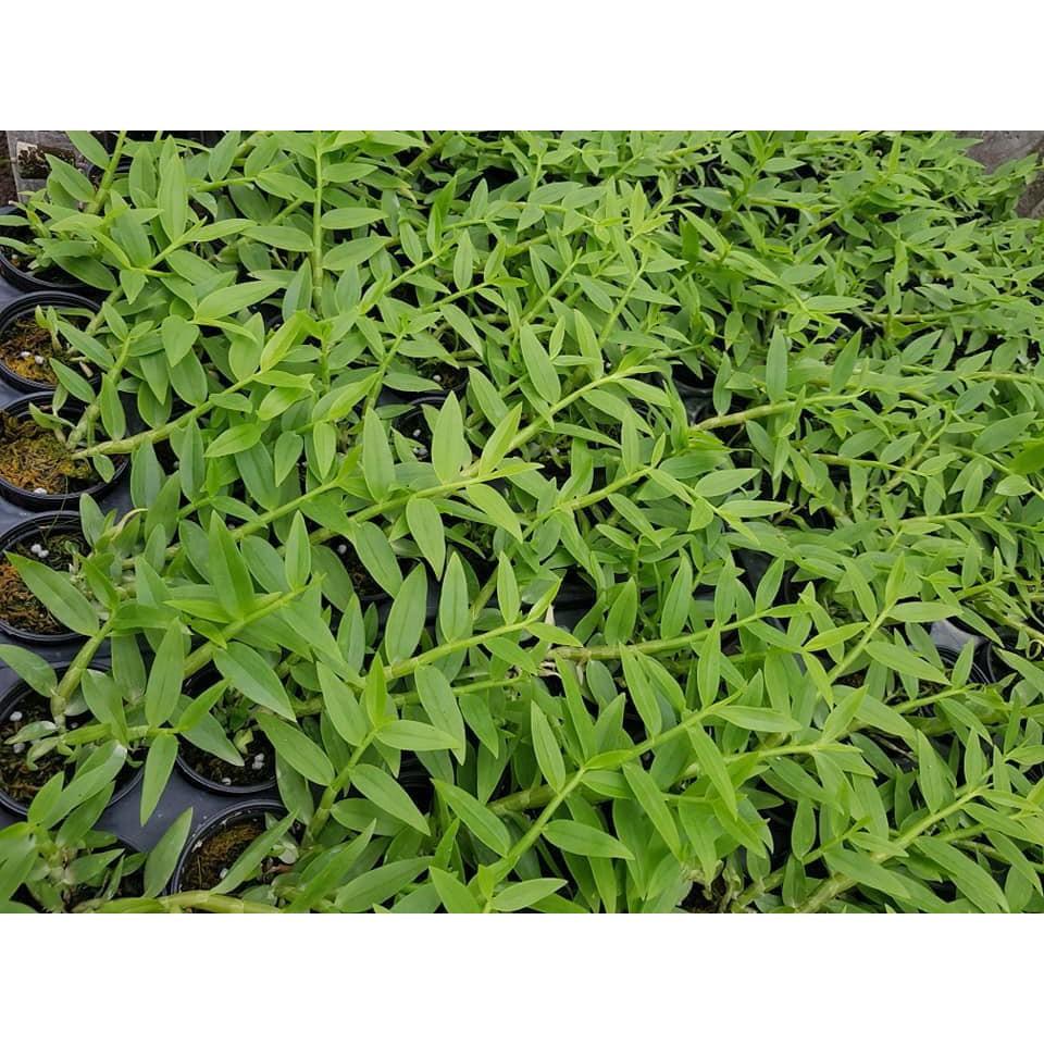 Hoa lan phi điệp, giả hạc lai đài loan dl003 cây cực đẹp