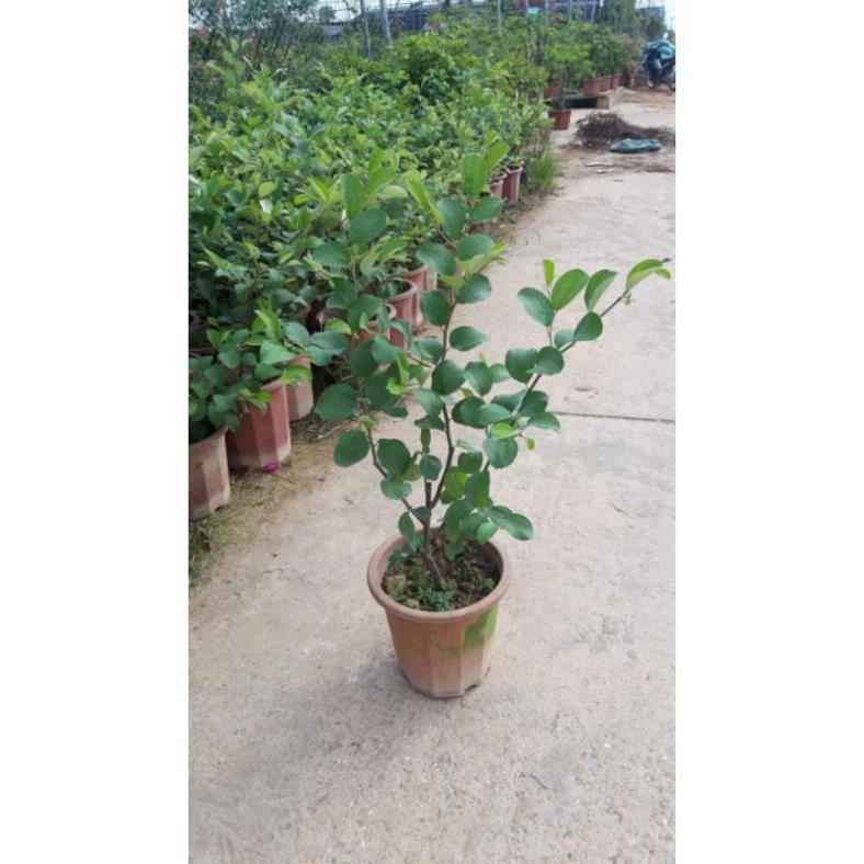 Sản phẩm TÁO NGỌT TRỒNG CHẬU