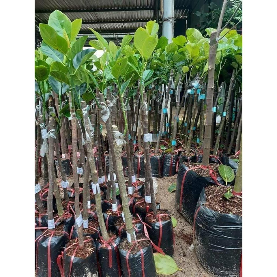 CÂY GIỐNG MÍT ẤN ĐỘ QỦA NHỎ SIÊU THƠM