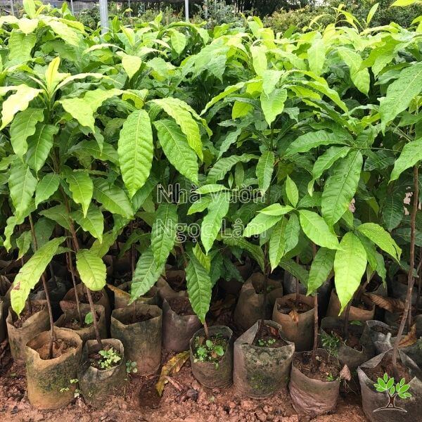 Cây Giống Vú Sữa Hoàng Kim