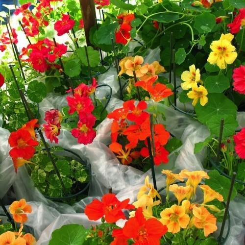Hạt giống Hoa Sen cạn nhiều màu dễ trồng
