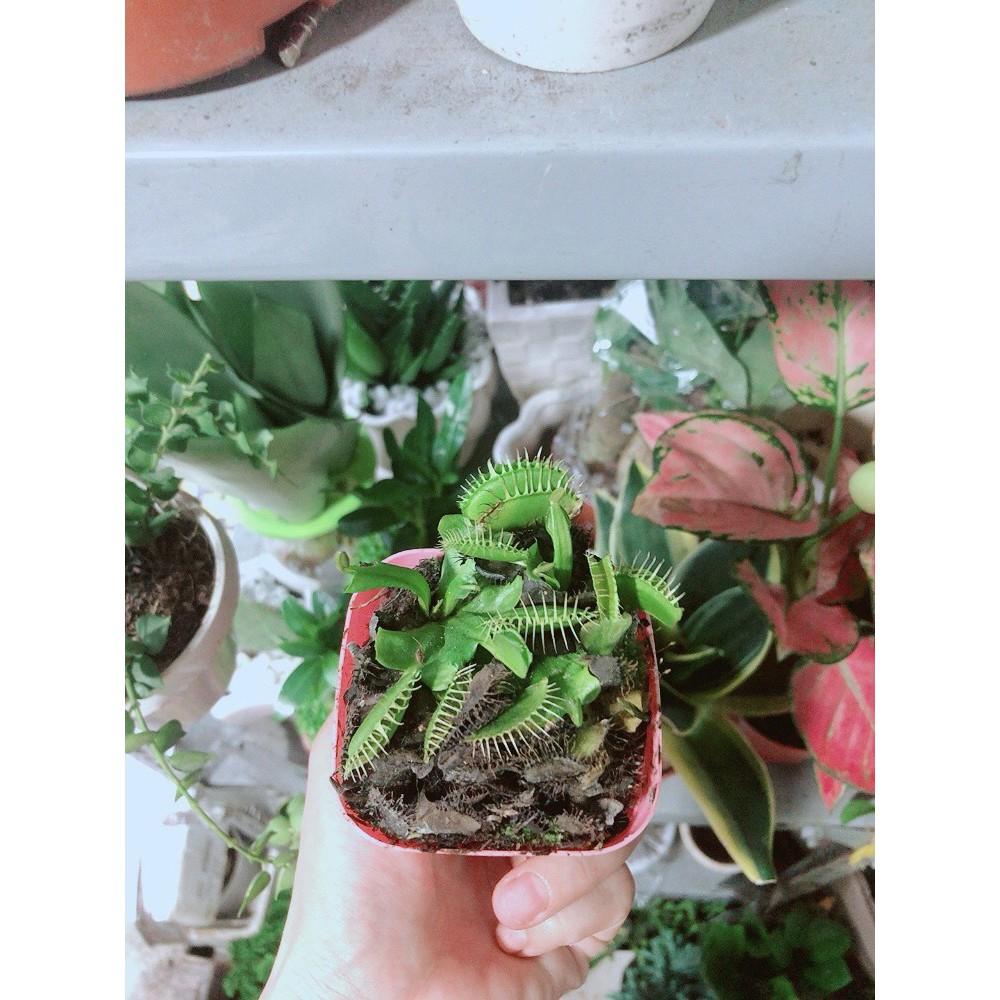 Chậu Cây Bắt Mồi