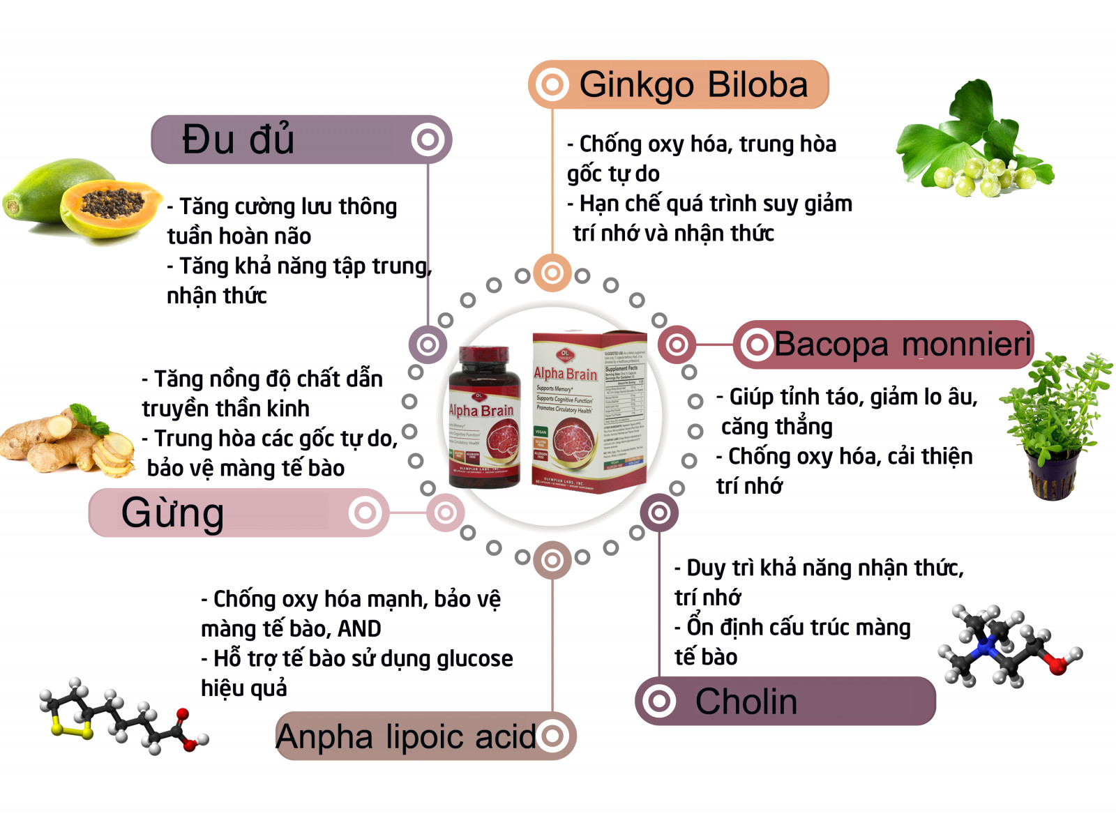 Viên Uống Olympian Labs Alpha Brain Bổ Não, Tăng Cường Tuần Hoàn Máu Não - Hộp 60 Viên