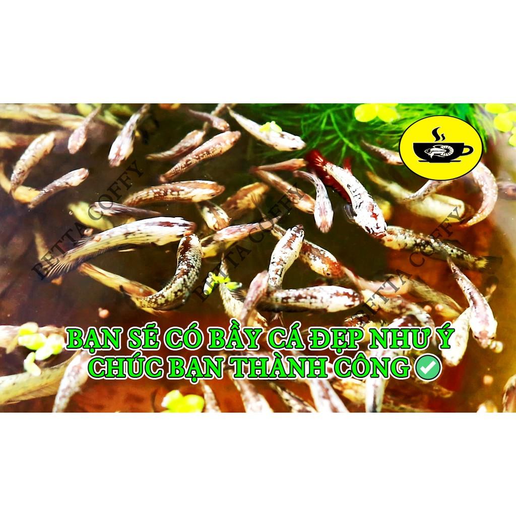 Nhiệt kế ĐIỆN TỬ Aquarium - Đo nhiệt độ bể cá