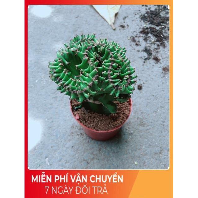 Xương Rồng Vạn Lý