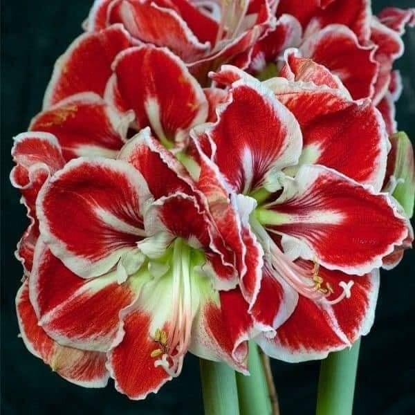 COMBO 10 CỦ HOA HUỆ NHIỀU MÀU