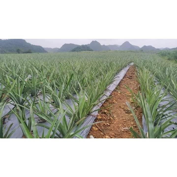 CÂY GIỐNG DỨA MẬT  MD2