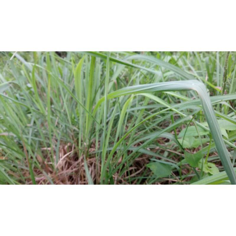 1kg tép giống sả Java thơm giúp đuổi muỗi, nấu nước tắm, tinh dầu