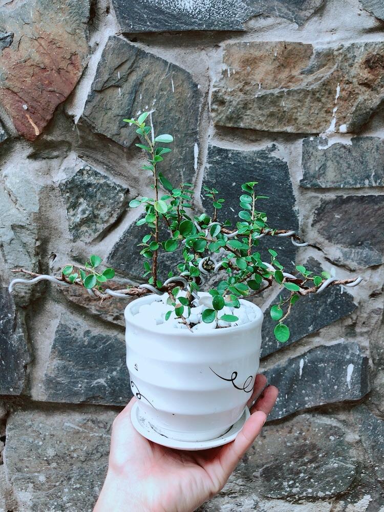 Chậu Cây Sam Núi