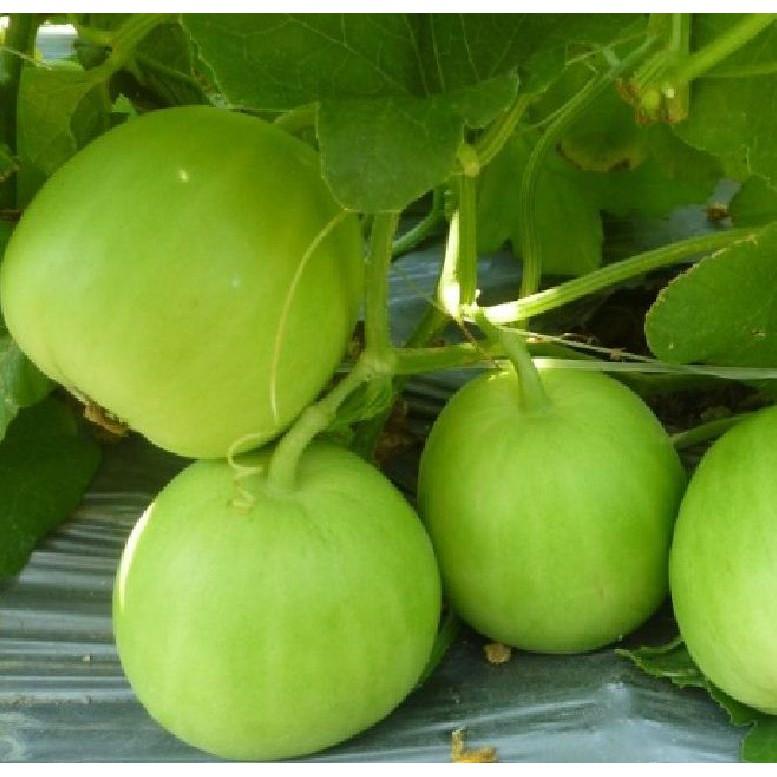 Hạt giống Dưa lê siêu ngọt 20 hạt/gói