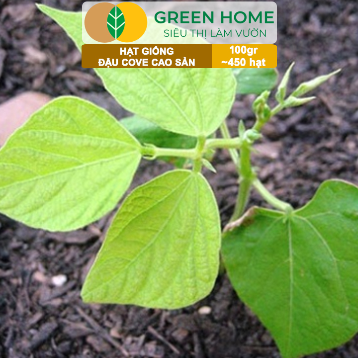 Hạt Giống Đậu Cove GreenHome, GÓI 100GR , Dễ Trồng, Nảy Mầm Cao, Thu Hoạch Nhanh, Năng Suất T45