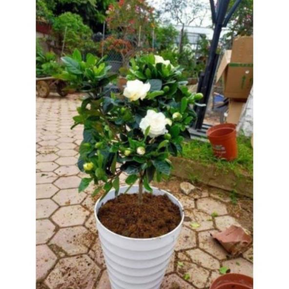 Sản phẩm CÂY GIỐNG BẠCH THIÊN HƯƠNG