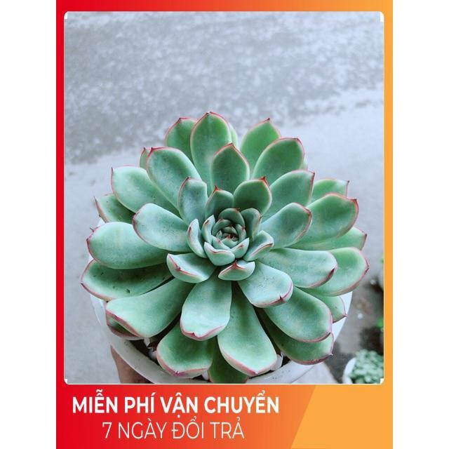 Chậu Sen Đá Viền Hồng