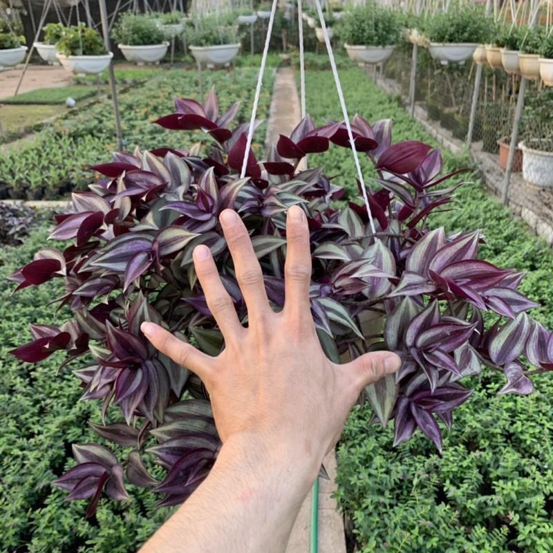 Chậu thài lài treo rủ dài 15-20cm, màu sắc nổi bật đẹp mắt, chậu cây treo trang trí ban công, sân vườn