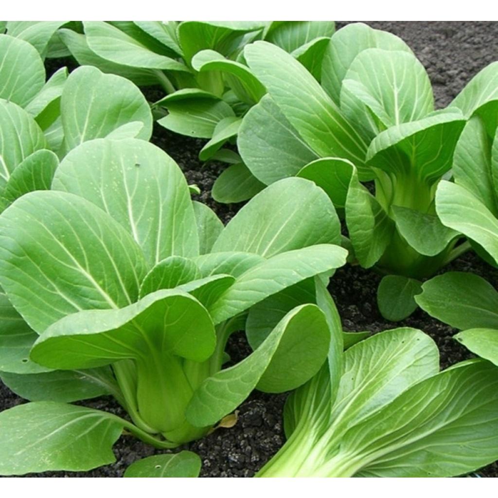 Hạt giống Cải Thìa cọng xanh