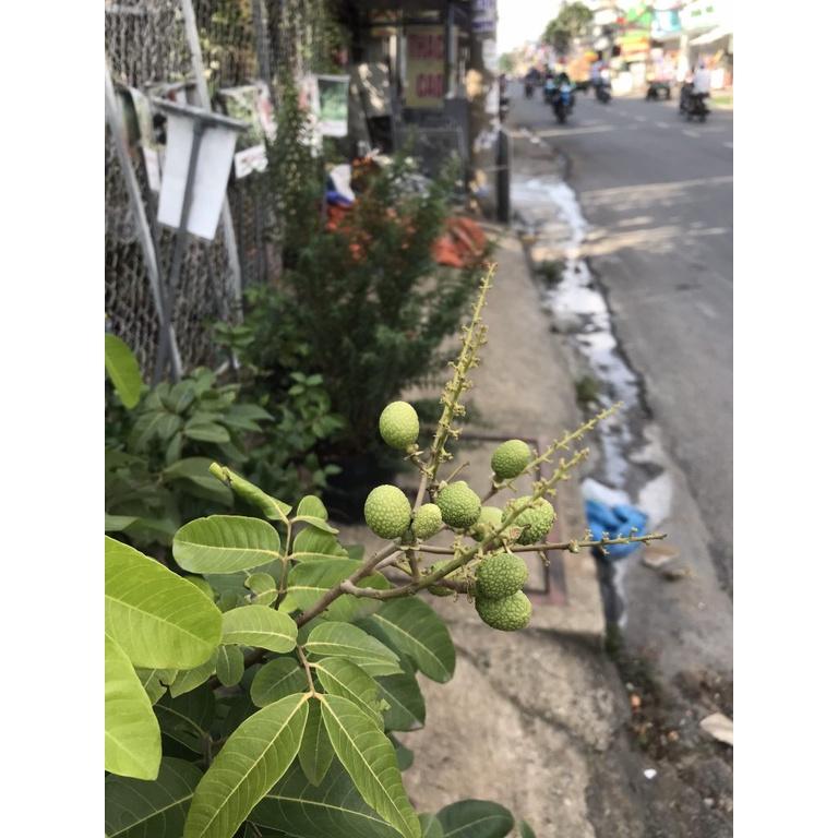 Cây Giống Nhãn Quế