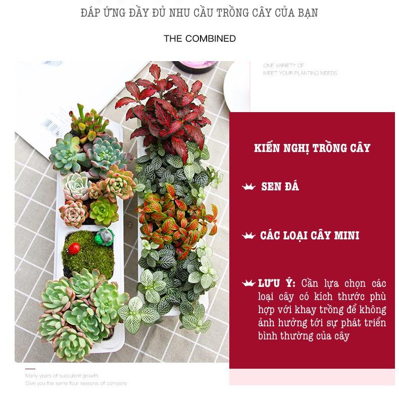 Chậu trồng sen đá Oliz T1 - Chậu trồng cây mini. Bao gồm khay lót đáy chậu cây