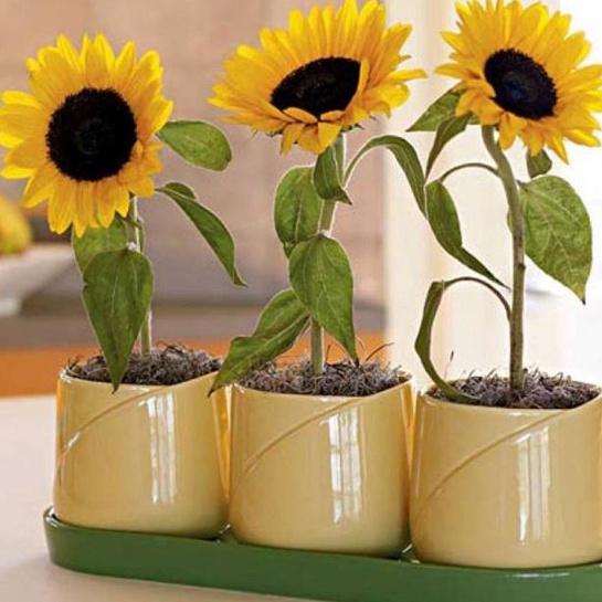 Bộ 2 gói Hạt giống hoa hướng dương lùn mini -1 gói 30 hạt-ADCV