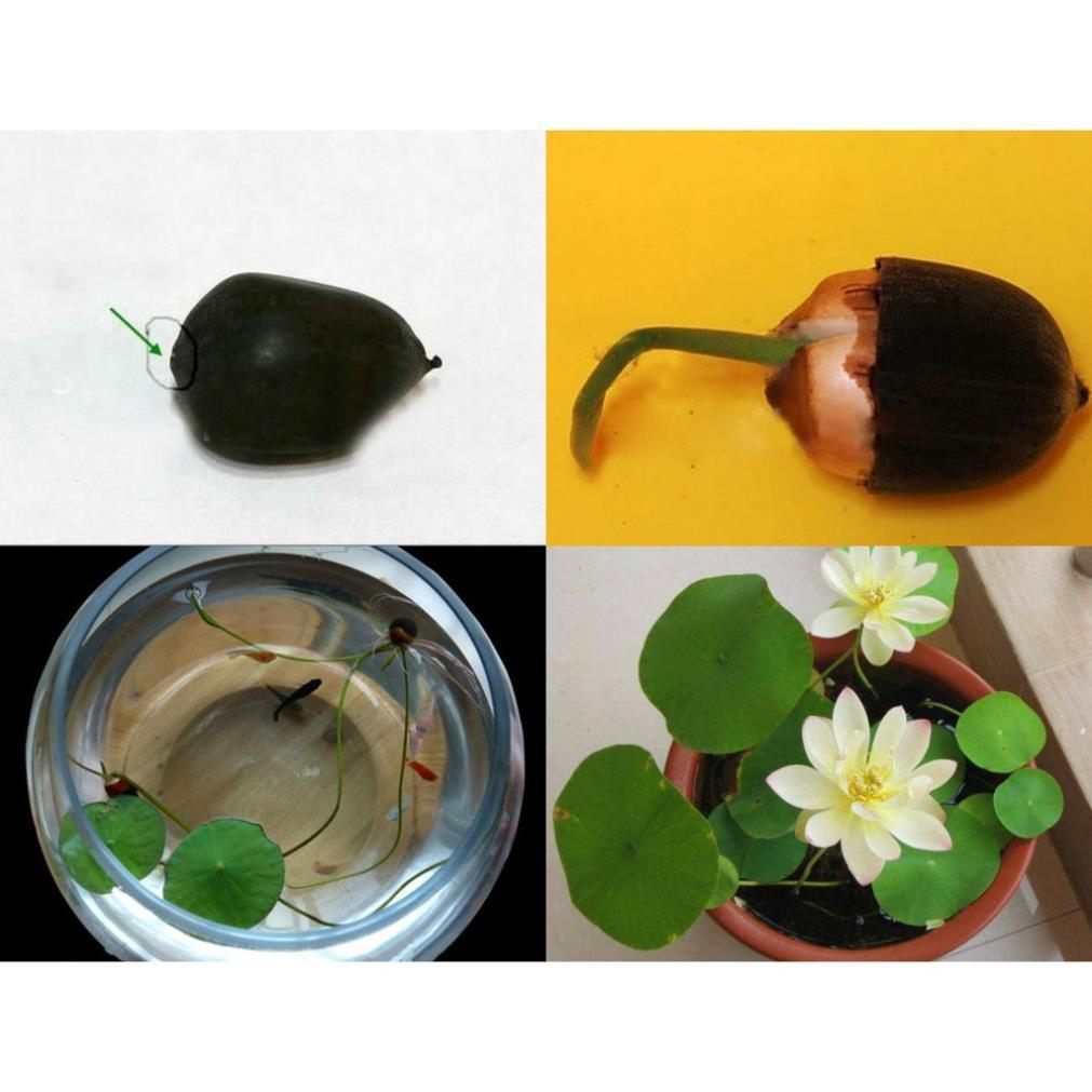 5 Hạt Giống Sen Mini Nhật 5 Màu Dễ Trồng
