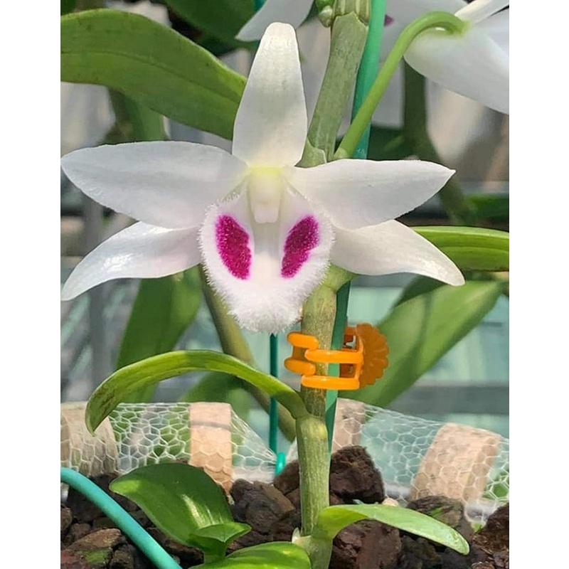 Chế phẩm sinh học chai xịt siêu kích rễ S-ROOT nano GOLD dùng cho hoa lan, phong lan