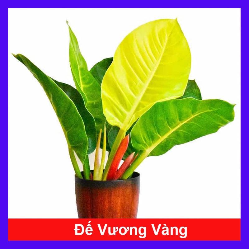 Cây trầu bà đế vương vàng - cây cảnh để bàn + tặng phân bón cho cây