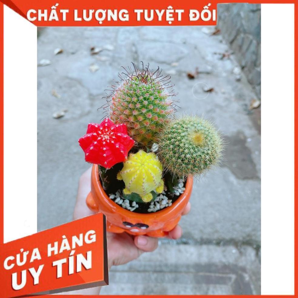 Chậu xương rồng Nhiều Người Mua