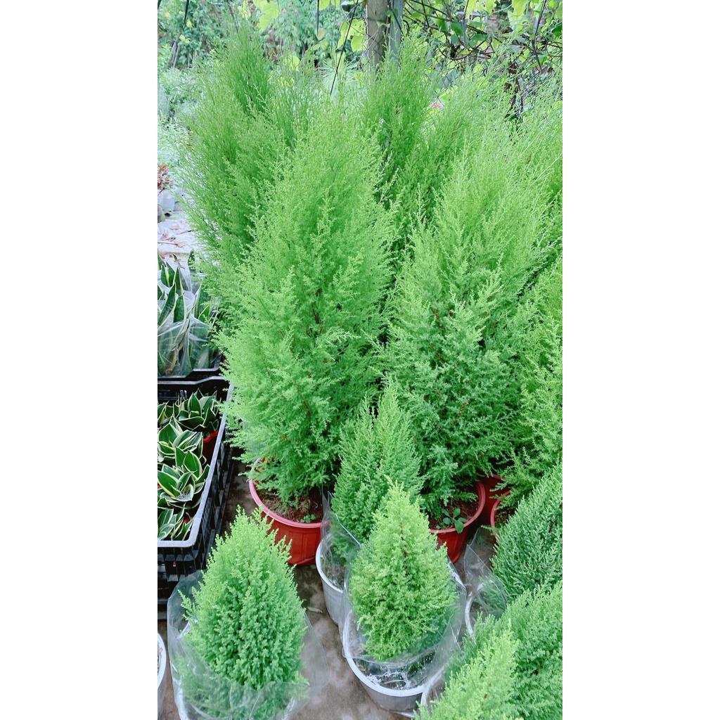 Tùng Thơm Cao 1m
