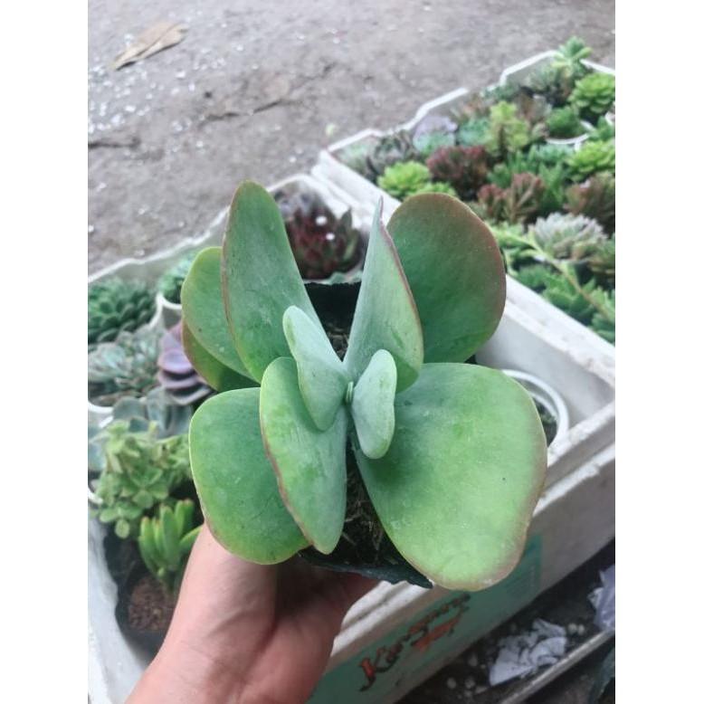 Sen đá cánh bướm kèm chậu sứ Bán Chạy