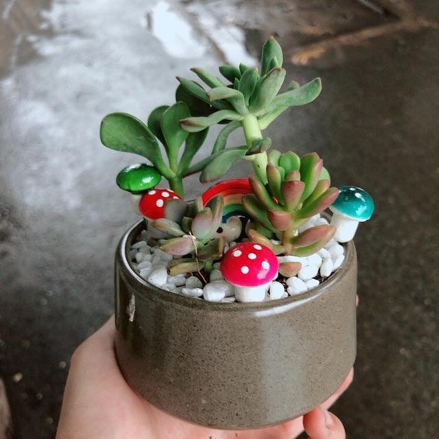 Chậu sen đá tiểu cảnh