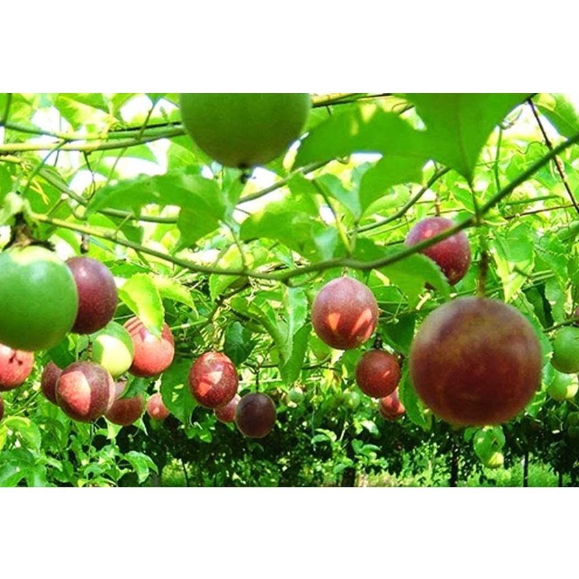 Hạt giống Chanh dây , đóng gói 1gr