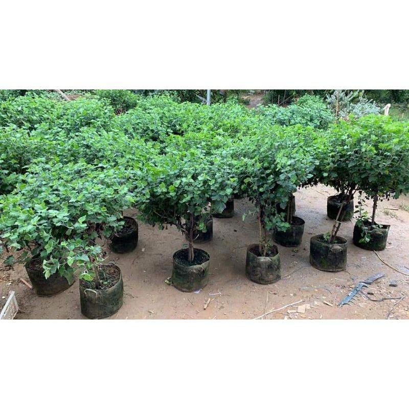 Hoa Cúc cổ sơn la - cây to đại
